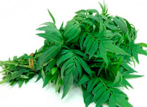 SEMILLA DE HUACATAY X KG