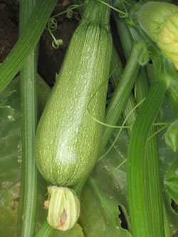 [02SMA041] ZAPALLITO GREY ZUCCHINI X 500 GR EMERALD