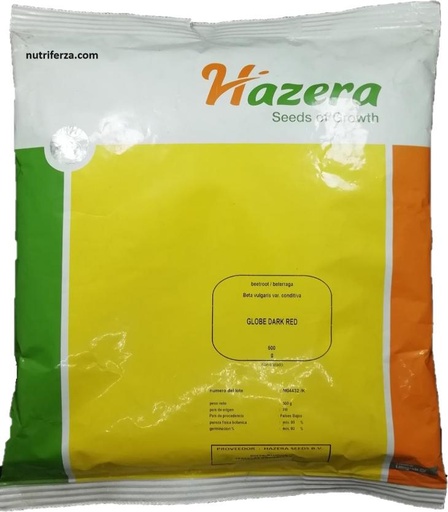 [02HAZ002] BETERRAGA GLOBE DARK HAZERA