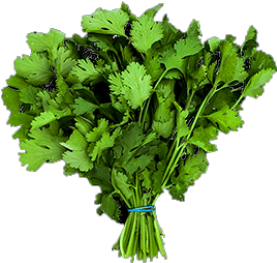 [02AYS123] SEMILLA CULANTRO HERCULES X 1KG