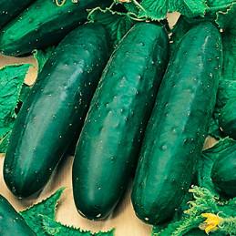 PEPINILLO ANACONDA F1 X 5 MIL