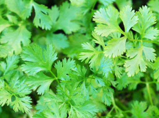 [02SMA020] CULANTRO LONG STANDING WESTAR X KG