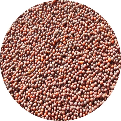 [02NAC029] SEMILLA DE NABO X 1KG *