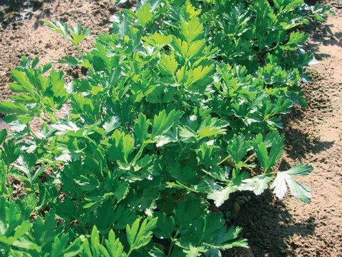 [02NAC032] SEMILLA DE PEREJIL X 1 KG *