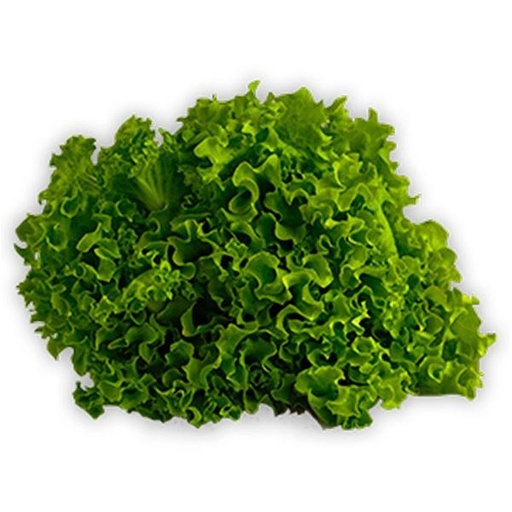 [02AYS029] LECHUGA GREEN SPAN X 100 GR. ORGANICA