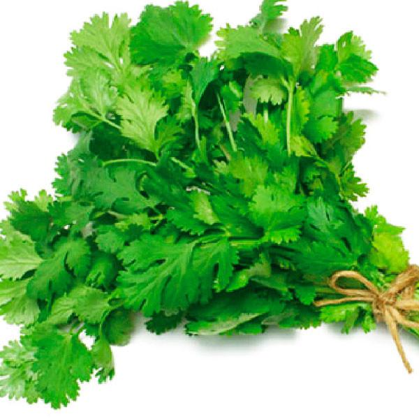 KILOG. CULANTRO LONG STANDING AMERICANO ALABAMA | NUTRIFERZA